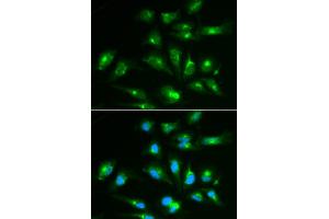 Immunofluorescence analysis of HepG2 cells using CD46 antibody (ABIN6293305).
