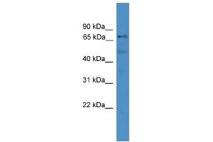 WB Suggested Anti-DDX51 Antibody Titration:  0.