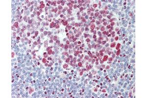 Anti-HNRNPAB antibody IHC staining of human tonsil. (HNRNPAB antibody  (AA 1-30))