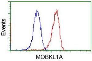 Flow cytometric Analysis of Jurkat cells, using anti-MOBKL1A antibody (ABIN2453312), (Red), compared to a nonspecific negative control antibody (TA50011), (Blue). (MOBKL1A antibody)