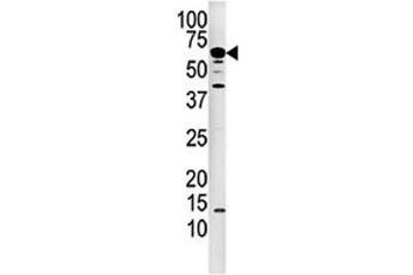 CAN antibody  (AA 21-51)