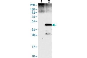 Western blot analysis of Lane 1: Negative control (vector only transfected HEK293T lysate), Lane 2: Over-expression Lysate (Co-expressed with a C-terminal myc-DDK tag (~3. (Cyclin J antibody)