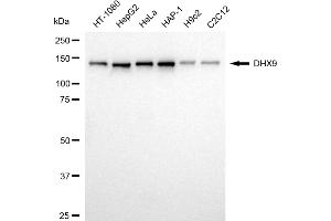 Western blotting analysis using DHX9 antibody (ABIN7800922). (Recombinant DExH-Box Helicase 9 antibody)