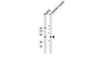 All lanes : Anti-AS Antibody (Center) at 1:2000 dilution Lane 1: HepG2 whole cell lysate Lane 2: Human skeletal muscle tissue lysate Lysates/proteins at 20 μg per lane. (CLMP antibody  (AA 81-110))