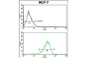 P2 Antibody  FC analysis of MCF-7 cells (bottom histogram) compared to a negative control cell (top histogram).