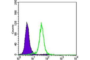 Flow cytometric analysis of Hela cells using CDH1 mouse mAb (green) and negative control (purple). (E-cadherin antibody)