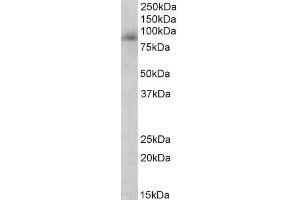 ABIN5539561 (0. (Myeloperoxidase antibody  (Internal Region))
