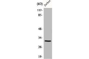 Western Blot analysis of various cells using C1QBP Polyclonal Antibody diluted at 1:1000 (C1QBP antibody  (Internal Region))