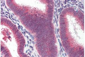 Human Uterus (formalin-fixed, paraffin-embedded) stained with Heat Shock Protein 70 (HSP70) antibody ABIN364327 at 10 ug/ml followed by biotinylated anti-mouse IgG secondary antibody ABIN481714, alkaline phosphatase-streptavidin and chromogen. (HSP70 antibody  (AA 1-641))
