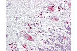 Anti-C12orf5 / TIGAR antibody IHC of human brain, cerebellum. (TIGAR antibody  (AA 140-190))