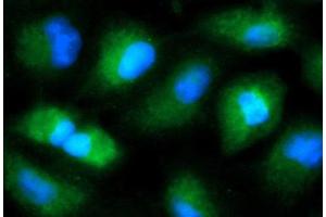 Immunofluorescence (IF) image for anti-Matrix Metallopeptidase 23 (MMP23) (AA 79-254) antibody (FITC) (ABIN5565865)