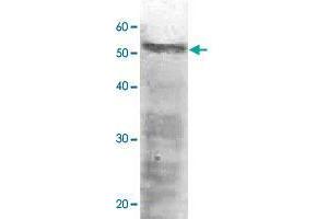 Detection of RPN5 (52 kDa) in the crude extract of S. (PSMD12 antibody)