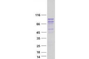 Western Blotting (WB) image for Argonaute 2 (AGO2) (Transcript Variant 2) protein (Myc-DYKDDDDK Tag) (ABIN2720070)