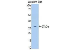 Western Blotting (WB) image for anti-Transferrin (TF) (AA 380-565) antibody (ABIN1860869) (Transferrin antibody  (AA 380-565))