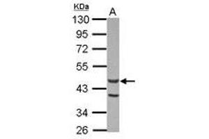Image no. 1 for anti-Actin-Like 7A (ACTL7A) (AA 226-435) antibody (ABIN1496440) (Actin-Like 7A antibody  (AA 226-435))