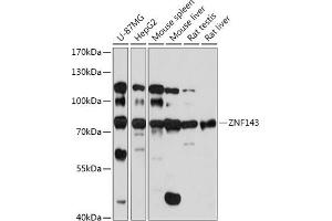 Western blot analysis of extracts of various cell lines, using ZNF143 antibody (ABIN7271457) at 1:1000 dilution.