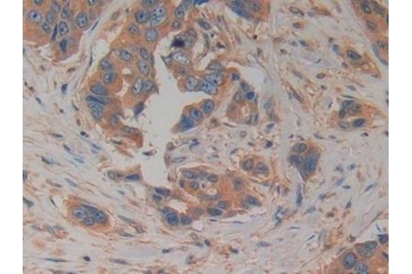 PROK2 antibody  (AA 30-128)