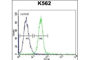 SPB4 Antibody (C-term) (ABIN655518 and ABIN2845033) flow cytometric analysis of K562 cells (right histogram) compared to a negative control cell (left histogram). (SERPINB4 antibody  (C-Term))