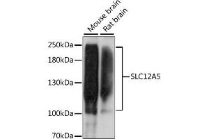 Western blot analysis of extracts of various cell lines, using SLC12 antibody (ABIN7270396) at 1:1000 dilution. (KCC2 antibody  (AA 945-1025))