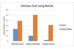 ChIP performed on HeLa cells with or without sodium butyrate treatment using recombinant H3K18ac antibody (5ug). (Recombinant Histone 3 antibody  (acLys18))