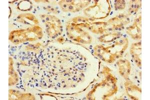 Immunohistochemistry of paraffin-embedded human kidney tissue using ABIN7144235 at dilution of 1:100
