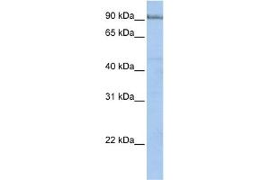 WB Suggested Anti-PCDHA5 Antibody Titration:  0. (PCDHA5 antibody  (N-Term))