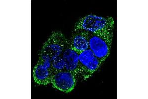 Confocal immunofluorescent analysis of COL8A2 Antibody (C-term) (ABIN655804 and ABIN2845231) with HepG2 cell followed by Alexa Fluor 488-conjugated goat anti-rabbit lgG (green). (COL8a2 antibody  (C-Term))