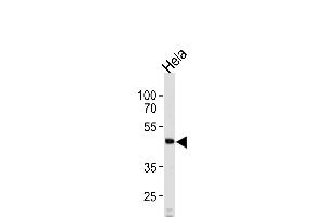 Western blot analysis of lysate from HeLa cell line, using WSB2 Antibody (C-term) (ABIN390837 and ABIN2841062).