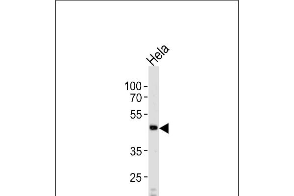 WSB2 antibody  (C-Term)
