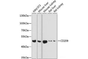 Western blot analysis of extracts of various cell lines using CD209 Polyclonal Antibody at dilution of 1:1000. (DC-SIGN/CD209 antibody)