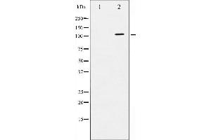 Western blot analysis of ATPase phosphorylation expression in PMA treated 293 whole cell lysates,The lane on the left is treated with the antigen-specific peptide. (ATP1A1 antibody  (pSer16))