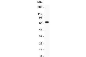 Western blot tesing of AFP antibody and HEPG2 lysate. (alpha Fetoprotein antibody  (AA 378-609))