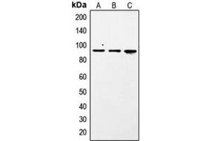 Western blot analysis of STAT1 (pS727) expression in A431 (A), NIH3T3 insulin-treated (B), Jurkat pervanadate-treated (C) whole cell lysates.