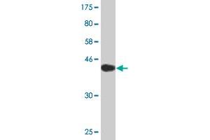 Western Blot detection against Immunogen (43. (ARL2BP antibody  (AA 1-163))