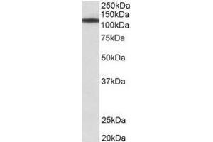 Staining of NIH3T3 lysate using Myosin-Ib antibody at 1 µg/ml (35µg protein in RIPA buffer). (Myosin IB antibody  (Internal Region))