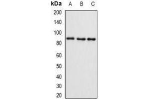 Western Blotting (WB) image for anti-SET and MYND Domain Containing 4 (SMYD4) (AA 1-260) antibody (ABIN5936313) (SMYD4 antibody  (AA 1-260))
