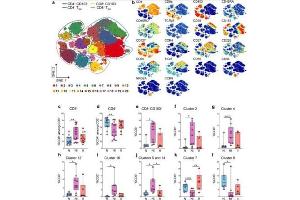 Flow Cytometry (FACS) image for 10X PBS pH 7.2 (ABIN925546)