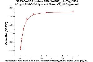 Immobilized SARS-CoV-2 S protein RBD (W436R), His Tag (ABIN6952632) at 2 μg/mL (100 μL/well) can bind Monoclonal Anti-SARS-CoV-S protein RBD Antibody, Human IgG1 with a linear range of 0. (SARS-CoV-2 Spike S1 Protein (RBD, W436R) (His tag))