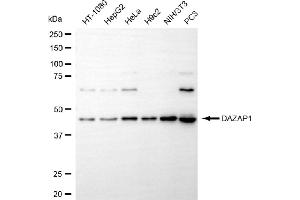 Western blotting analysis using DAZAP1 antibody (ABIN7798277).