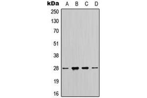 Western blot analysis of 14-3-3 zeta expression in MCF7 (A), HeLa (B), SP2/0 (C), H9C2 (D) whole cell lysates. (14-3-3 zeta antibody  (C-Term))