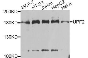 Western blot analysis of extracts of various cell lines, using UPF2 antibody. (RENT2/UPF2 antibody)