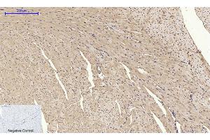 Immunohistochemical analysis of paraffin-embedded mouse heart tissue. (BMP2 antibody  (C-Term))