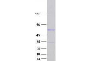 Validation with Western Blot (YBX1 Protein (Myc-DYKDDDDK Tag))