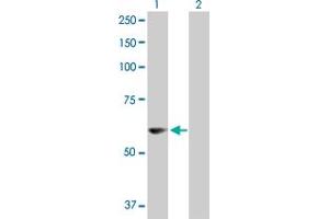 Western Blot analysis of PDZD3 expression in transfected 293T cell line by PDZD3 MaxPab polyclonal antibody. (PDZD3 antibody  (AA 1-491))