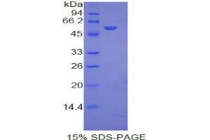 SDS-PAGE analysis of Mouse Ephrin A4 Protein. (EFNA4 Protein)