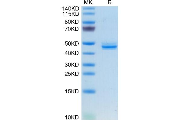 CGRP Protein (AA 26-141) (Fc Tag)