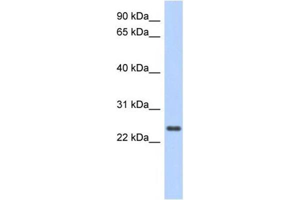 CCDC70 antibody