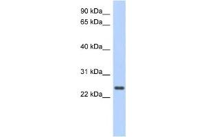 Western Blotting (WB) image for anti-Coiled-Coil Domain Containing 70 (CCDC70) antibody (ABIN2459717) (CCDC70 antibody)