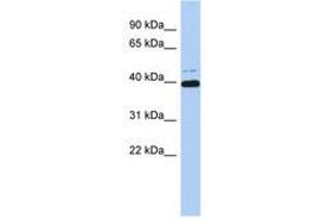 Image no. 1 for anti-MYC-Associated Zinc Finger Protein (Purine-Binding Transcription Factor) (MAZ) (AA 179-228) antibody (ABIN6742437)