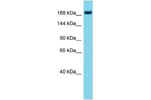 ATAD2B antibody  (N-Term)